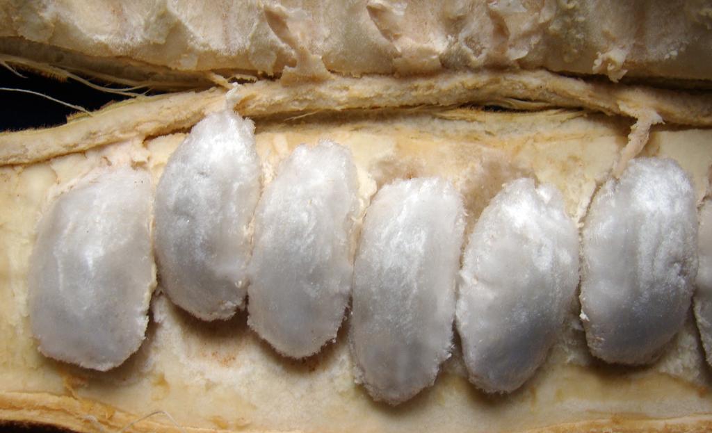 Foto: Eniel David Cruz 3 Figura 1. Fruto de ingá-peludo exibindo as sementes com a polpa aderida. Foto: Eniel David Cruz e a frutificação em abril e maio (Sousa et al., 2009).