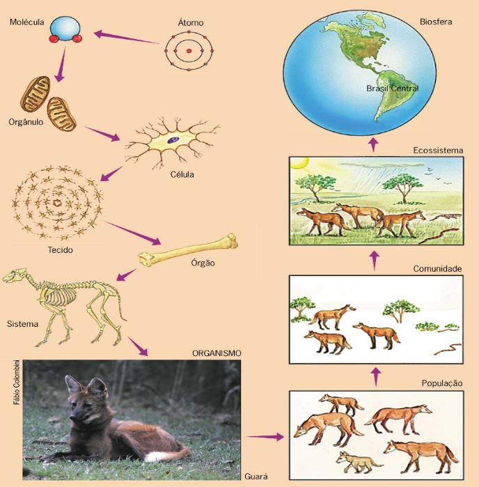 Vários organismos formam uma população, e o conjunto de várias populações distintas caracterizam uma comunidade.
