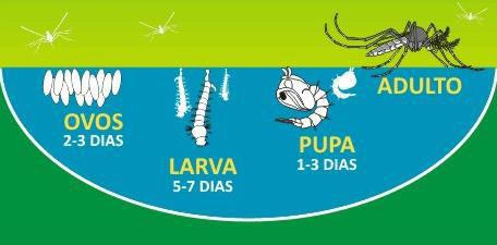 1.Conhecendo o ciclo de vida do mosquito 2 fases (aquática e terrestre) Fase terrestre Fase aquática Controle Mecânico 1.