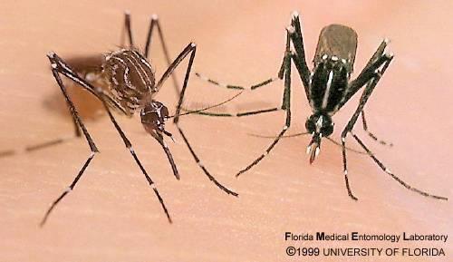 Biologia do vetor Aedes