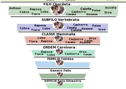 abrangentes: ordem, classe, filo e reino.