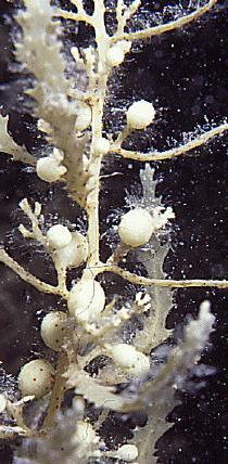algas pardas Grupo monofilético, com cerca de 1500 espécies