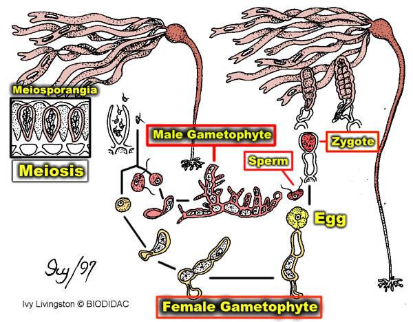 Ciclo de Vida - Laminariales Sporophyte 2n Reprodução sexuada: Alternância heteromórfica de gerações (meiose espórica), sendo o gametófito