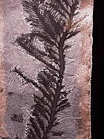Fósseis: Fóssil de algas pardas