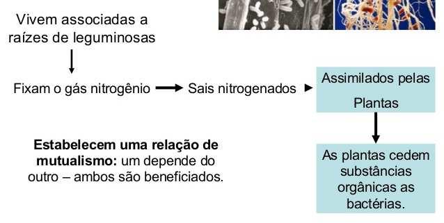 nitrogênio presente na atmosfera em outros compostos nitrogenados.