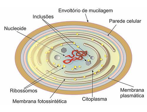 Células procarióticas Estrutura célula