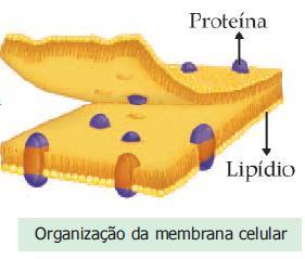 Célula animal Membrana celular Controla a entrada e saída de