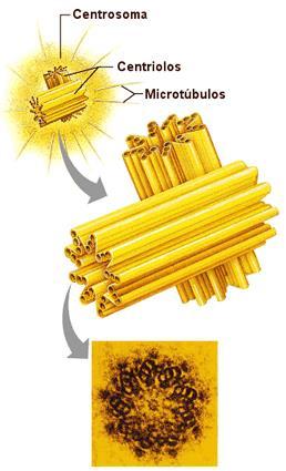 Célula animal Centríolos Cilindro com substância amorfa e microtúbulos; É