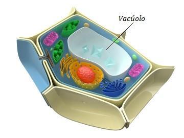 Célula vegetal Vacúolos Reservatórios que armazenam substâncias; Regulam a entrada e saída de água, participando do