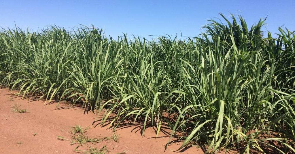 aérea como no perfil do solo OU SEJA: a planta