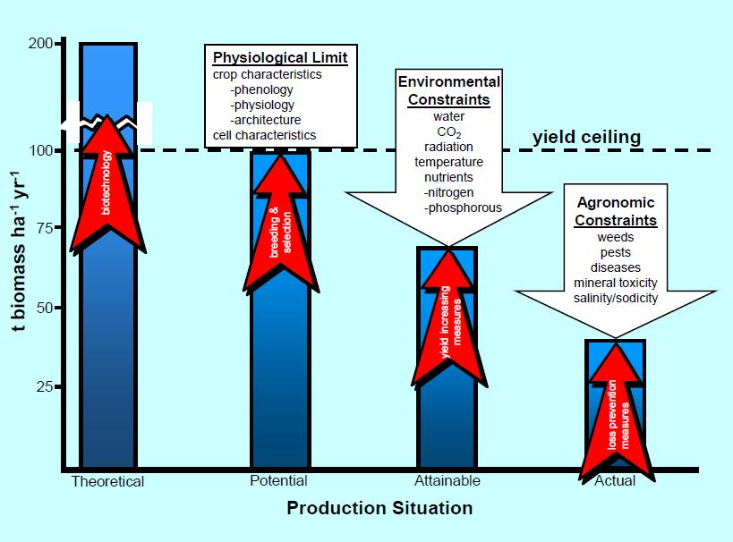 GAP ENTRE PRODUTIVIDADE POTENCIAL E REAL Moore, P.H. 2005.