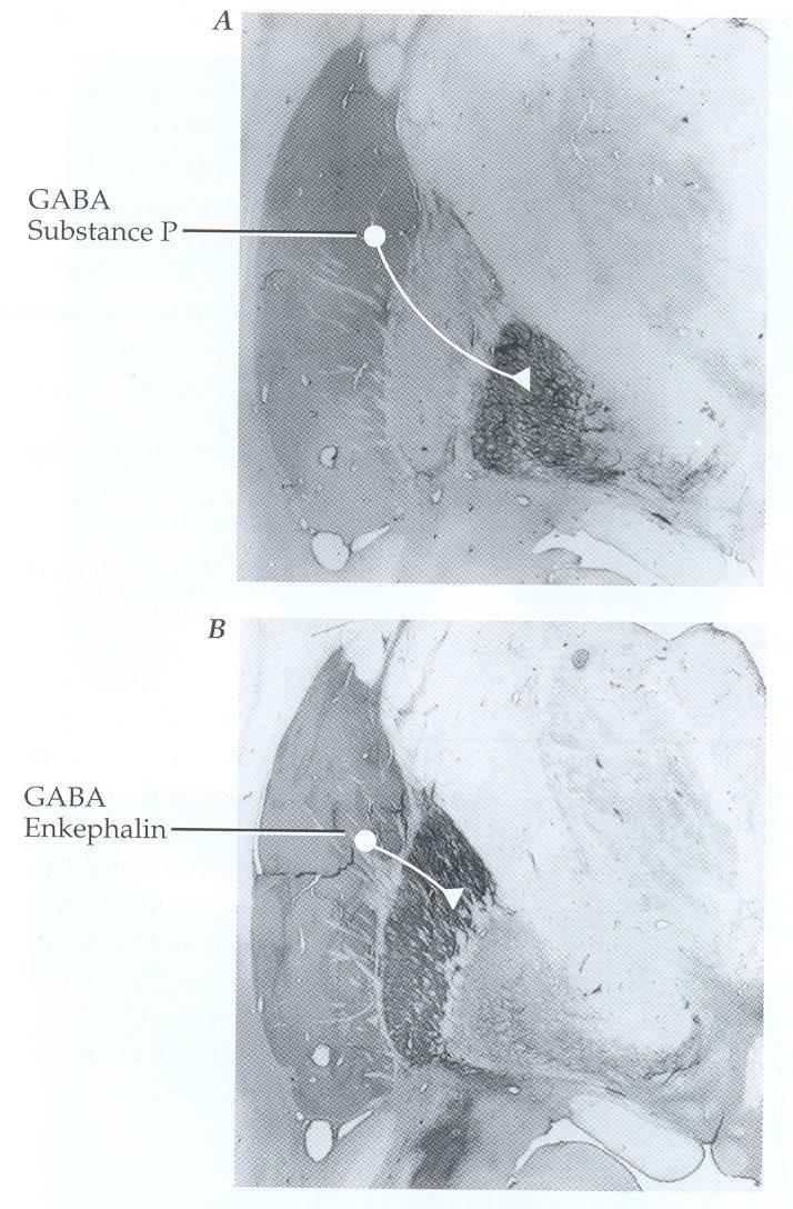 Complexidade neuroquímica nas projeções