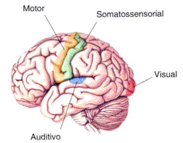 O Córtex é a principal aferência dos Núcleos da Base Quase todas as áreas do neocórtex