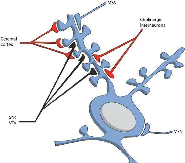 Importância das projeções Córtico-Estriatais Em resposta ao impulso glutamatérgico forte, o neurônio espinhoso médio despolariza a um potencial de membrana ao redor de 55 mv, próximo ao