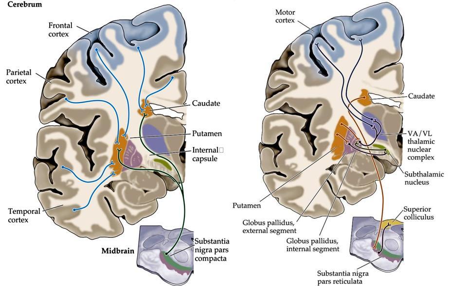 Globo Pálido Interno Fibras do Globo Pálido Interno (GPi) projetam-se para os núcleos talâmicos e a Substância Negra Reticulada projeta-se para o tálamo e