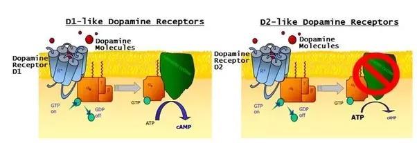Pela retirada da inibição tônica da SNr Dopamina decresce a excitabilidade estriadopalidal (via indireta) através dos
