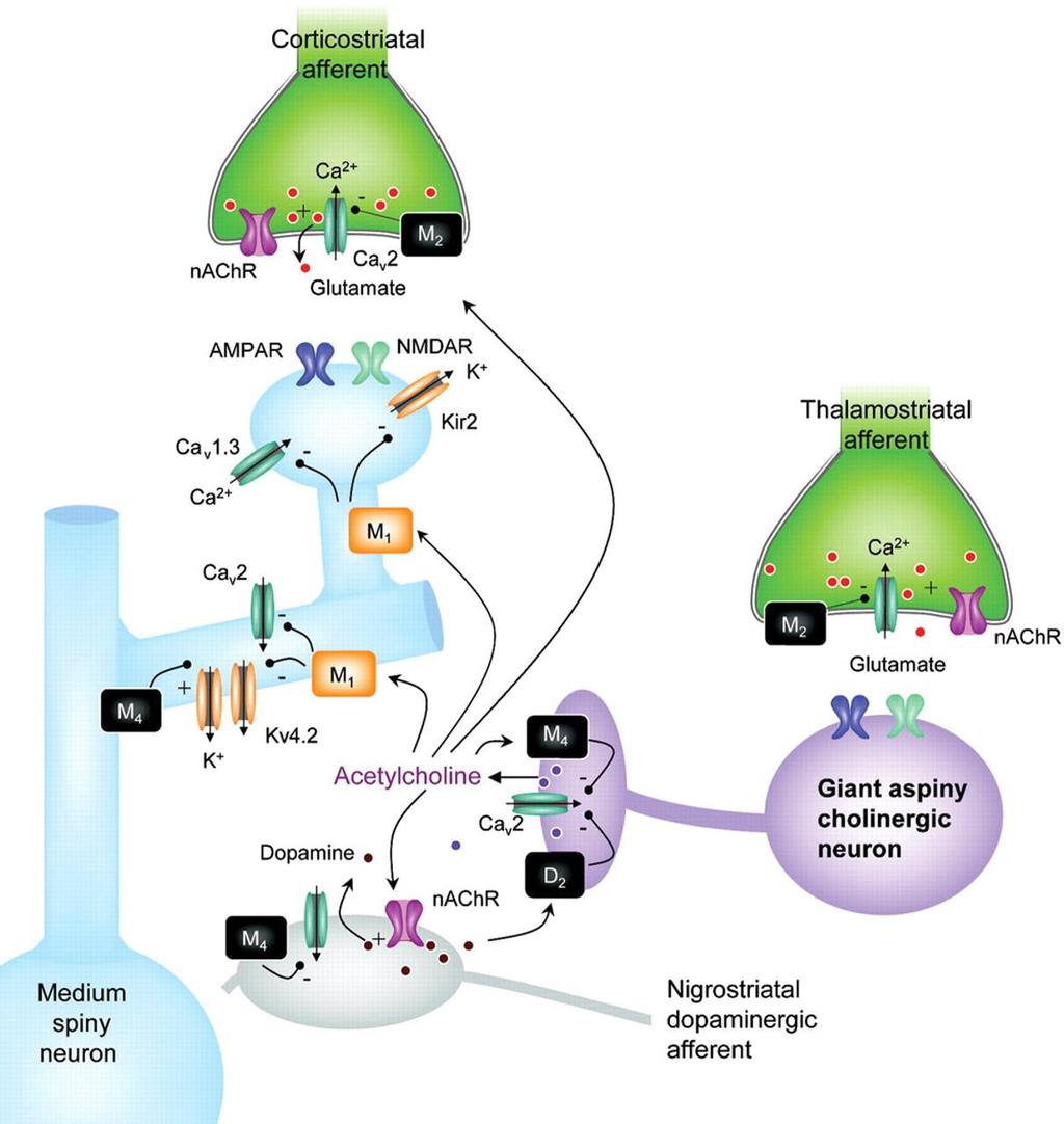 Interneurônios Colinérgicos do Estriado Ação da ACh nos terminais glutamatérgicos e nos interneurônios espinhosos faz com que os interneurônios aumentem sua excitabilidade e responsibidade aos