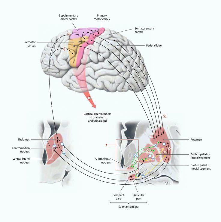 Alças Corticais