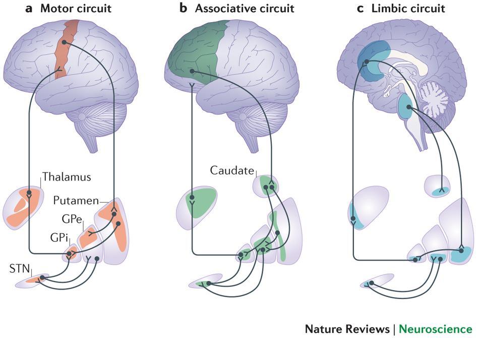 Tipos de Alças Corticais dos Núcleos da Base Início do