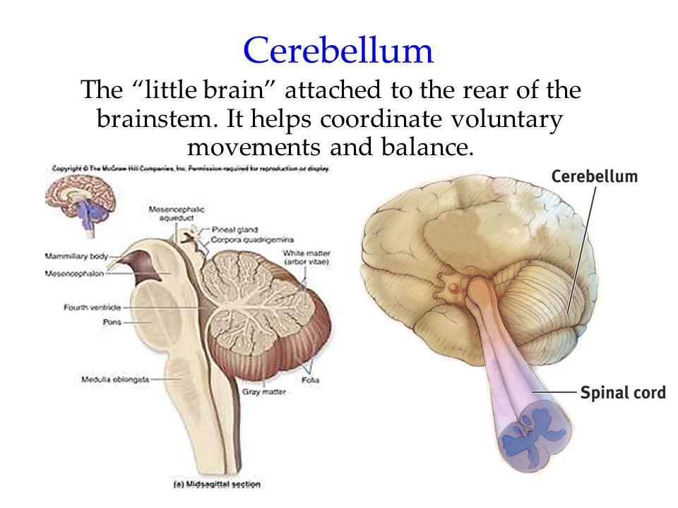 O cerebelo forma o teto do quarto ventrículo.