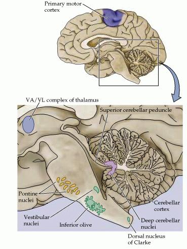 Cerebelo: Manto cinzento superficial interno (Córtex cerebelar), substância branca (substância medular)