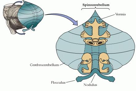 Organização do Cerebelo segundo domínio das aferências : a. Vestíbulo-Cerebelo Via vestibulo-cerebelar informa sobre labirinto do ouvido através da aferências dos núcleos vestibulares.