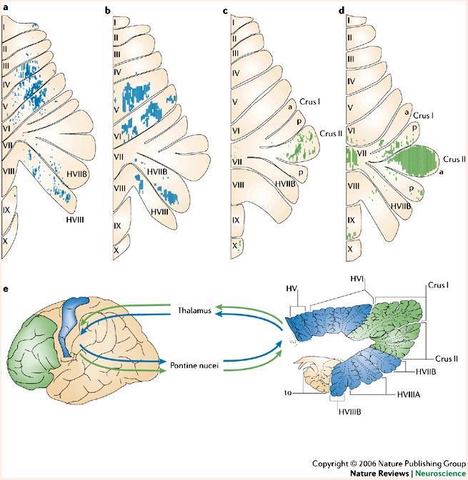 Alças do Cerebelo para o Córtex via tálamo são topograficamente organizadas.