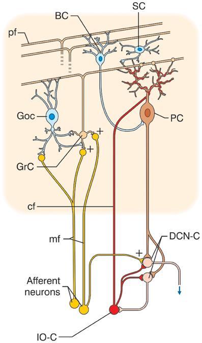 Células em Cesta Células Estreladas Circuito Local converge sobre as Células de Purkinje O Circuito Local inibitório controla o fluxo de informações para o córtex cerebelar.