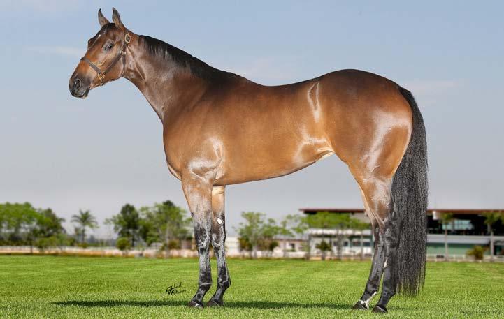 20 SABOROSA JESS P236224 - F - CASTANHO - 19/07/2015 - PURO Vendedor: FABIAN BISCAIO HERNANDES JESS LOUISIANA BLUE REBS CLASSIC DASH MR JESS PERRY THE LOUISIANA GIRL A CLASSIC DASH REB HOT STREAKIN