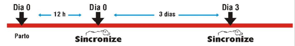 PROTOCOLO ESTRATÉGICO NO PÓS-PARTO: FACILITA A EXPULSÃO DA PLACENTA, ACELERA O PROCESSO DE INVOLUÇÃO UTERINA - Aplicar uma dose de 2mL de SINCRONIZE entre o primeiro e o quarto dia após o parto,