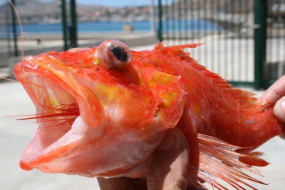 Objetivos principais do projeto Desenvolvimento de condições técnicas e bases científicas para a exploração sustentável de mariscos e peixes nas águas