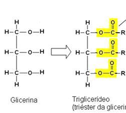 Exemplos de biomoléculas contendo grupo funcional típico de éster: triacilgliceróis ou triglicerídeos.