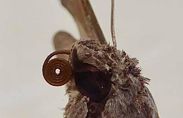 Boca A boca dos insetos fica na cabeça. Os insetos usam a boca para comer.