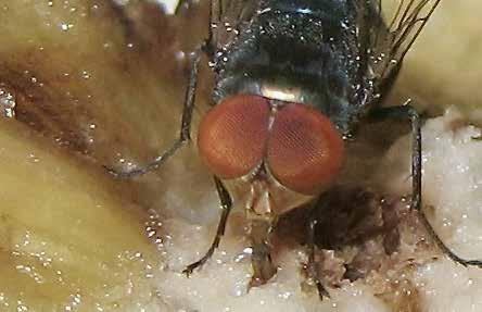 As moscas domésticas têm uma boca que funciona como esponja.