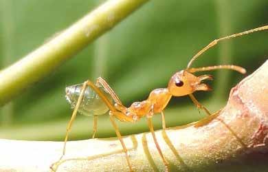 Gafanhotos, besouros e formigas têm uma boca que se chama mandíbula.