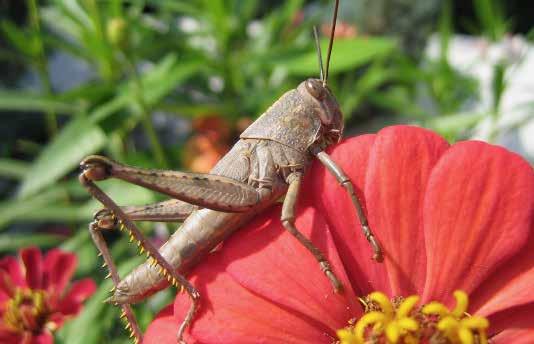 Pernas Como os humanos, todos os insetos adultos têm pernas.