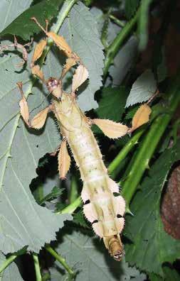 Cigarra Perna Mole cricket Bicho-pau Que palavras você pode