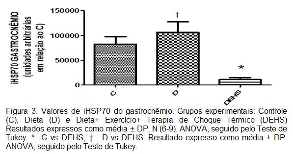 Estes resultados indicam primeiramente que os animais expostos à uma dieta hiperlipídica, tem como resposta ao estresse metabólico, um aumento na expressão de HSP70 muscular.