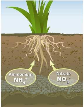 Papel do Mo na nutrição e assimilação de N Redutase do nitrato Fonte: http://biology4isc.