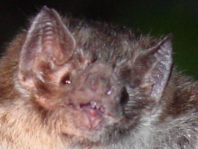 Morfologia Morcego de porte médio, m