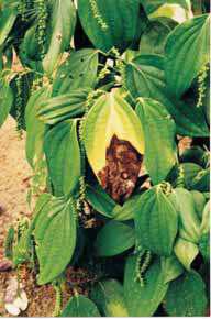 104 Cultivo da Pimenteira-do-reino na Região Norte Fig. 7. Antracnose da pimenteira-do reino causada por Colletotrichum gloesporioides.