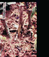 Cultivo da Pimenteira-do-reino na Região Norte 105 Campo a) Usar adubação balanceada de acordo com a necessidade da planta; b) Se a doença se tornar severa, pulverizar as plantas com os mesmos