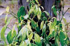 Cultivo da Pimenteira-do-reino na Região Norte 107 Fig. 9. Pimenteira do-reino, cultivar Cingapura com sintomas de mosaico e malformação foliar causados pelo CMV-Pn.