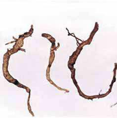 Cultivo da Pimenteira-do-reino na Região Norte 109 Doenças causadas por nematóides Galhas das raízes O sistema radicular da pimenteira é parasitado por nematóides.