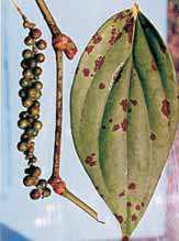 110 Cultivo da Pimenteira-do-reino na Região Norte Doenças causadas por algas Podridão preta dos frutos A doença é causada pela alga Cephaleuros virescens.