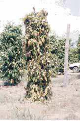 92 Cultivo da Pimenteira-do-reino na Região Norte Fig. 1. Sintoma avançado da podridão das raízes (Fusarium solani f. sp. piperis). Essa podridão pode avançar até 30 cm acima do nível do solo.
