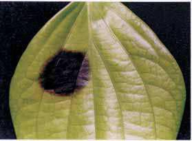 Cultivo da Pimenteira-do-reino na Região Norte 95 Fig. 3. Manchas negras redondas com bordas fimbriadas causada por Phytophthora capsici.