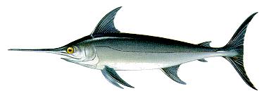 albacares) Bigeye tuna