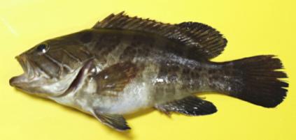 Pargo (Pagellus