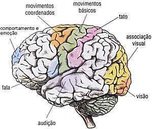 Córtex Cerebral Síndromes demenciais
